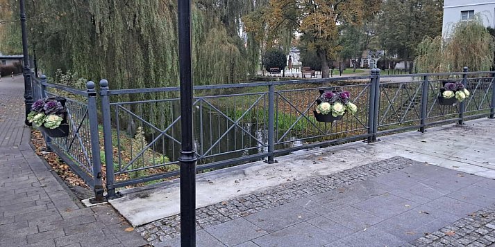 Wrzosy i kapusty ozdobne zniknęły w nocy! Kamery ujawnią prawdę!