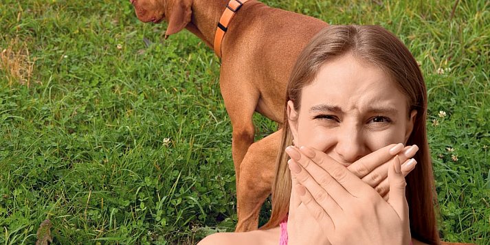 Psy w mieście to błąd? Ostra dyskusja mieszkańców