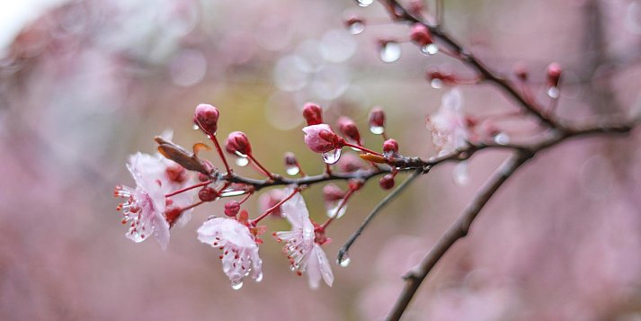 Jest prognoza pogody na Wielkanoc