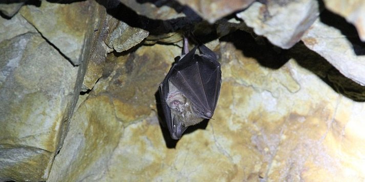 Tajemnice pułtuskich piwnic wyjdą na jaw