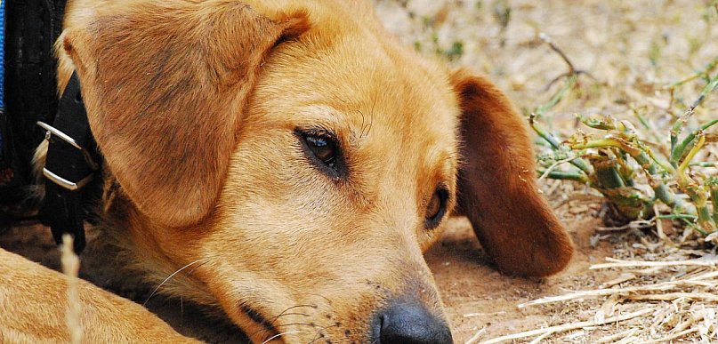 Wojewoda mazowiecki zarządził ponowne kontrole w schroniskach dla zwierząt
