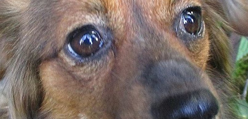 Zamknięcie schroniska w Sobolewie to wynik nieusunięcia uchybień