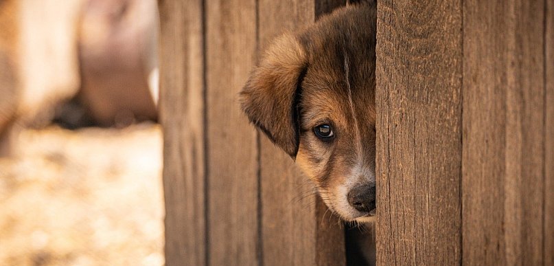 Mazowieckie. Kolejne schronisko dla zwierząt zamknięte