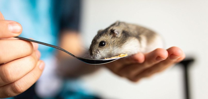 Chomik europejski został niespodziewanym zwycięzcą