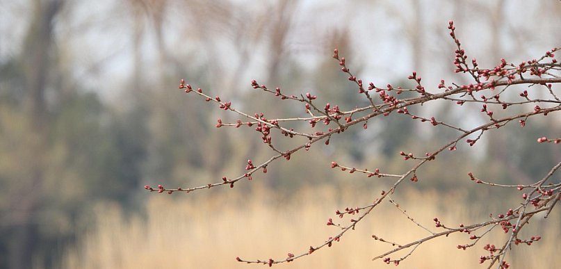 W przyszłym tygodniu w prognozach modeli pogodowych widać wiosenną aurę