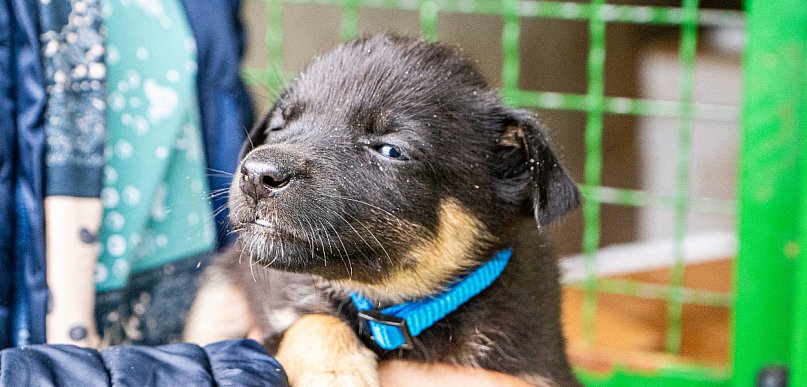 Gmina Sońsk chce płacić 1,5 tys. zł za adoptowanie psa