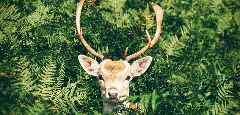 „Rogate złoto” w powiecie pułtuskim: gdzie szukać i czego nie robić