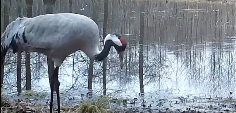 Spektakl nad bagnami pod Pułtuskiem. Tak zaczyna się wiosna