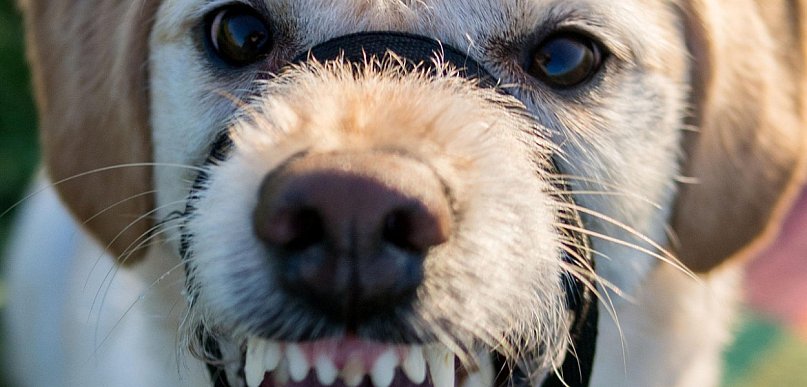 Właściciel schroniska dla zwierząt w Sobolewie skazany na 1,5 roku