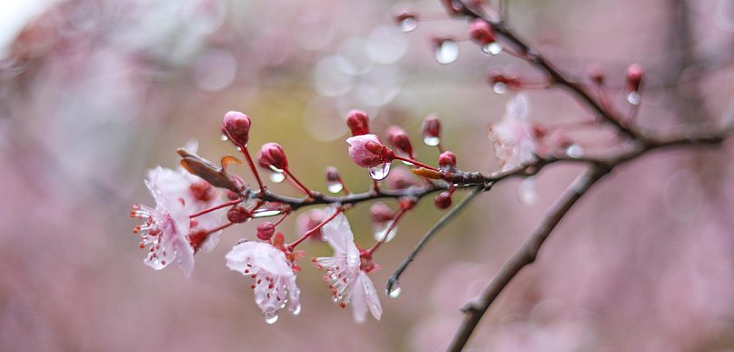 Wielkanoc mokra i chłodna