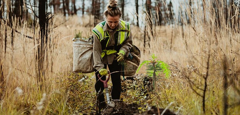 Dlaczego wycinają i sadzą jednocześnie? Odpowiedź zaskakuje