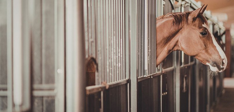 Koń w potrzasku! Nietypowa interwencja strażaków