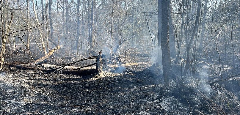 Alarm w Nadleśnictwie Pułtusk! Najwyższe zagrożenie pożarowe