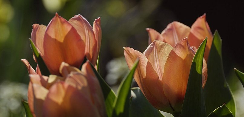Na trwałe ocieplenie trzeba poczekać