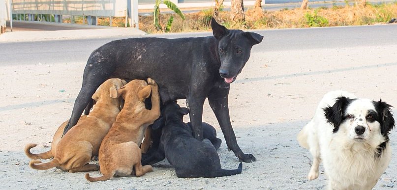 Kto dostał pieniądze na zwierzęta? Lista gmin już dostępna