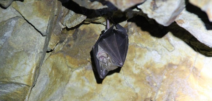 Tajemnice pułtuskich piwnic wyjdą na jaw. Będzie też obserwacja nietoperzy