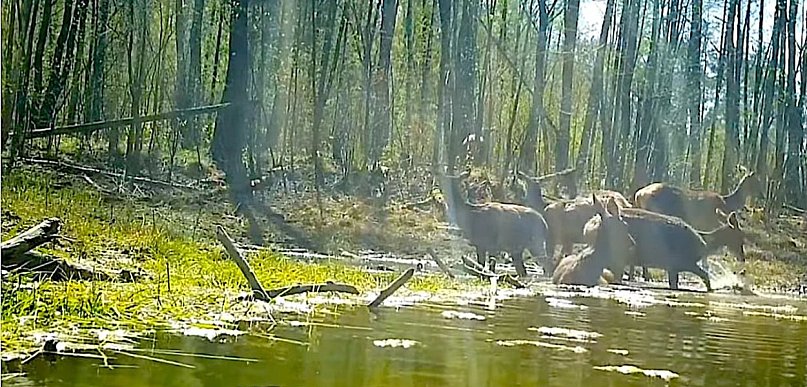 Jelenie przyłapane na… SPA! Nagranie spod Pułtuska hitem sieci