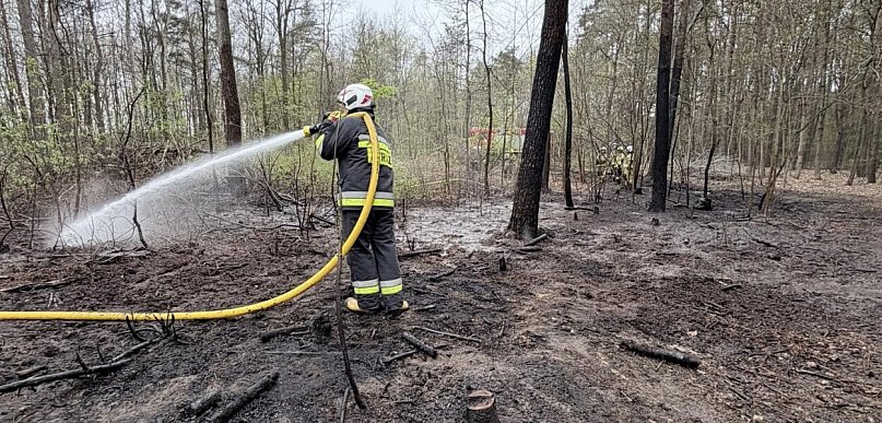 Na terenie pułtuskiego Nadleśnictwa najwyższe zagrożenie