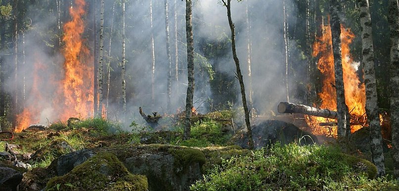Największe pożary lasów w historii powojennej Polski