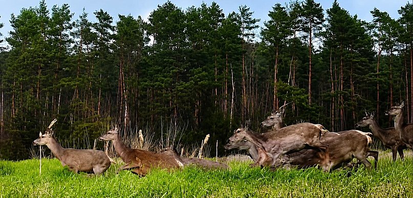 Fotopułapka w Pułtusku nagrała moment, który zachwycił leśników