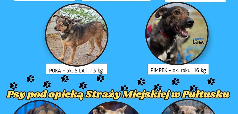 Psy czekają na dom – adoptuj przyjaciela z gminy Pułtusk