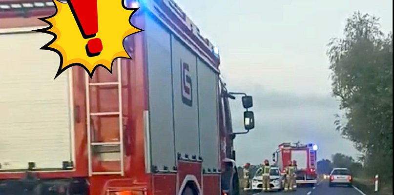Dramatyczne zdarzenie na trasie Pułtusk–Winnica! Łoś staranował auto - 32207