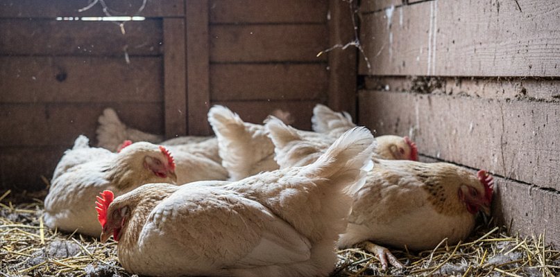 Pułtusk na granicy strefy zagrożenia. Drób pod ścisłą kontrolą - 35425