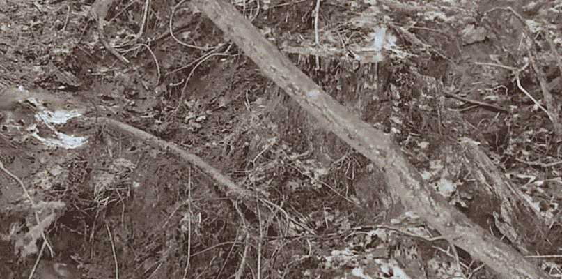 Tajemnicze wykopy w lesie koło Pułtuska. Leśnicy ujawniają prawdę