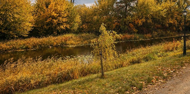 63 drzewa do usunięcia w Pułtusku. Miasto podpisało umowę