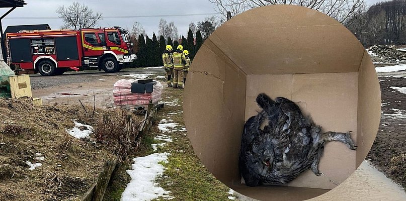 Sowa w kominie i olej na ulicy. Najdziwniejsze akcje strażaków tego tygodnia
