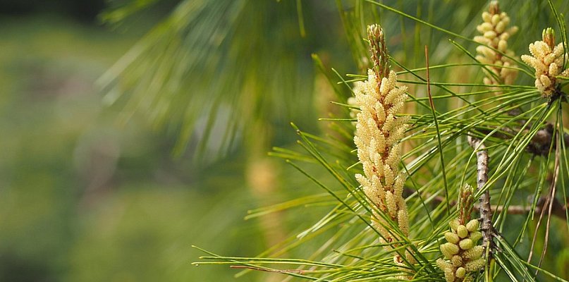 Nie uwierzysz, ile drzew trafi do pułtuskich lasów!