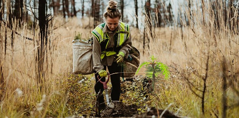 Dlaczego wycinają i sadzą jednocześnie? Odpowiedź zaskakuje