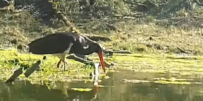 Hajstra na polowaniu w Nadleśnictwie Pułtusk