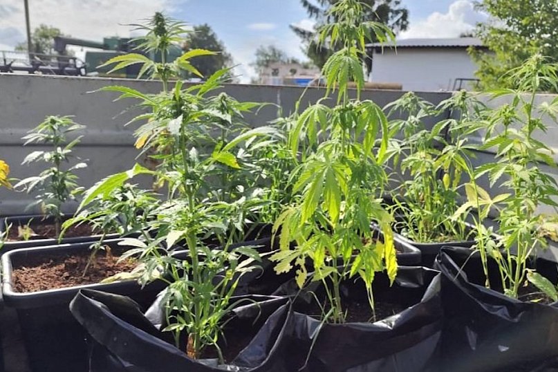 Plantacja marihuany w powiecie pułtuskim