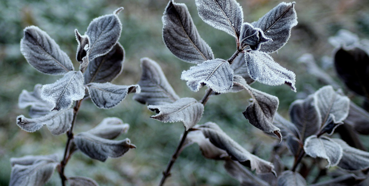 Obraz Alicja z Pixabay