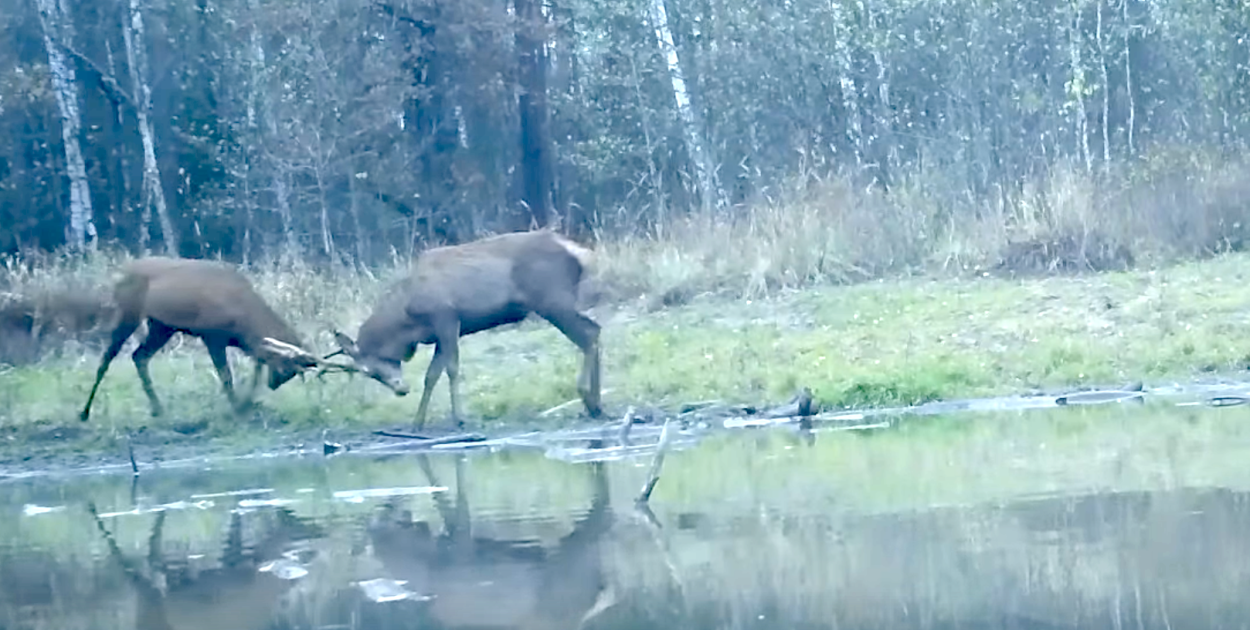 Nadleśnictwo Pułtusk