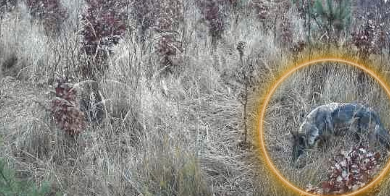 Wilk uchwycony przez leśną kamerę w Wielgolesiu pod Pułtuskiem – wyjątkowe ujęcie