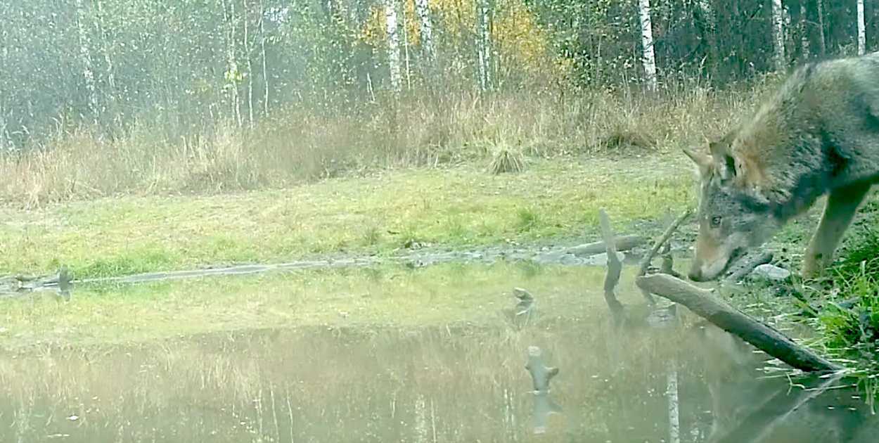 Nadleśnictwo Pułtusk