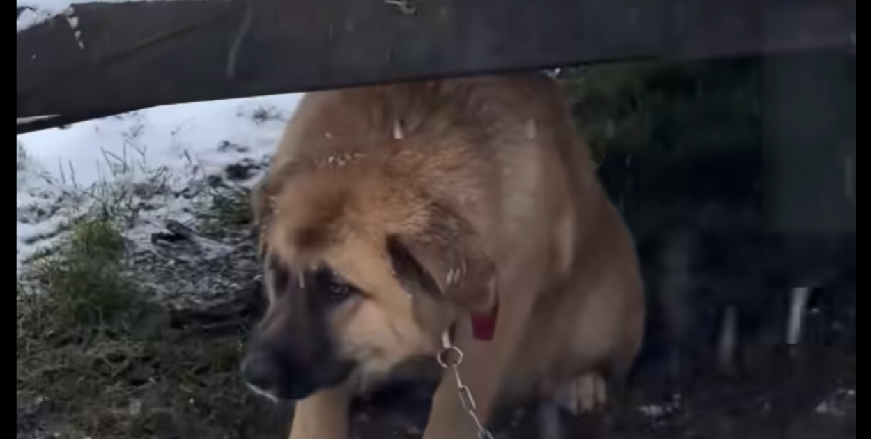 Wyziębiony pies przywiązany do maszyny rolniczej podczas interwencji w gminie Zatory/ Screen z filmu Animals