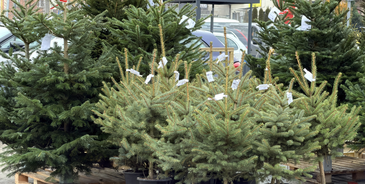 W Pułtusku już pojawiły się drzewka chonikowe