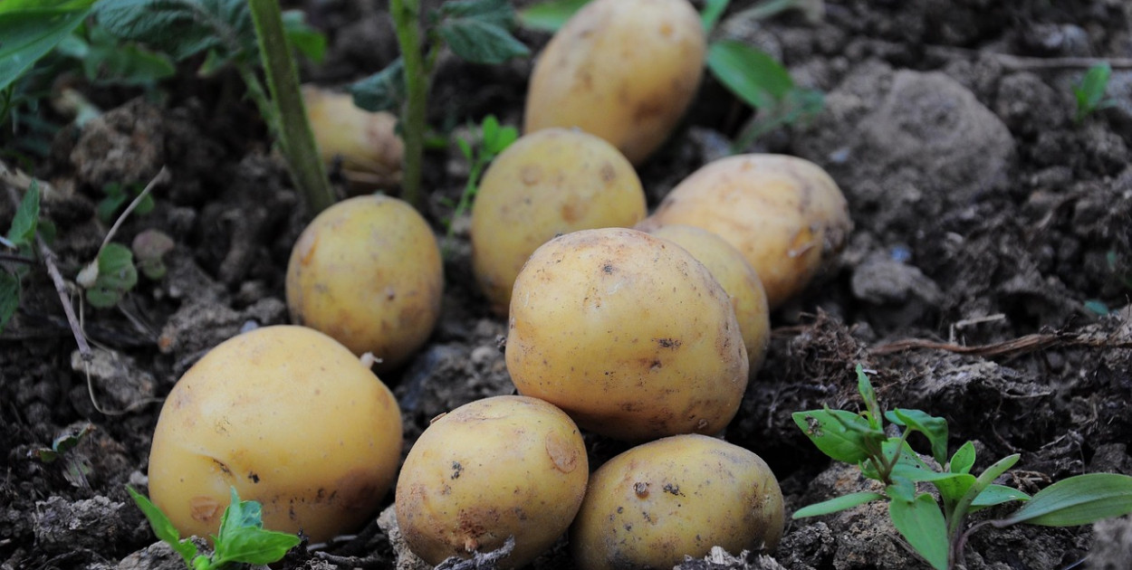  Orhan Can from Pixabay