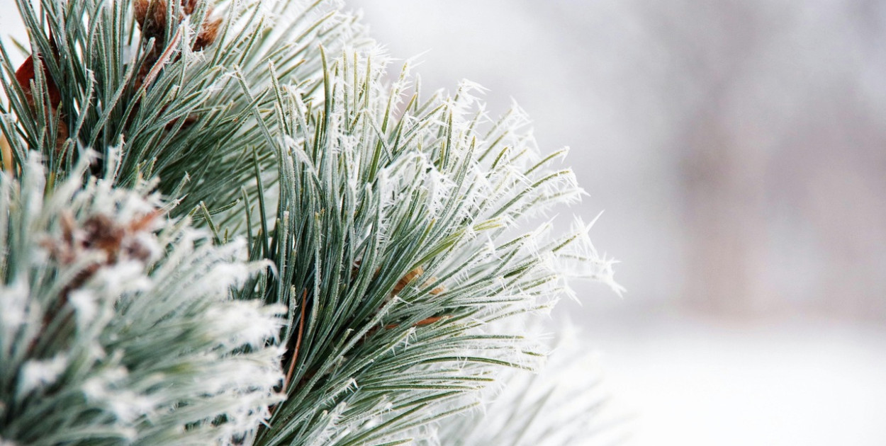  Johnny Gunn z Pixabay