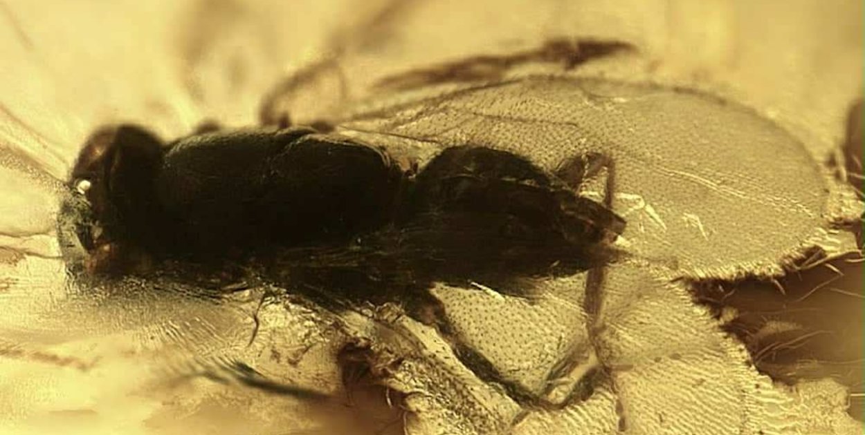 Wymarła osa sprzed 40 milionów lat zachowana w bursztynie bałtyckim
