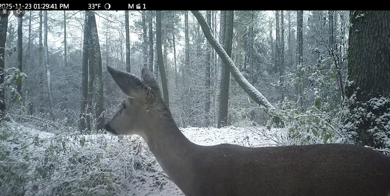 Sarna uchwycona zimą w lasach pod Pułtuskiem – spokojna i majestatyczna