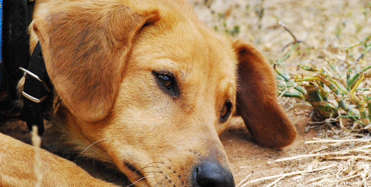 Wojewoda mazowiecki zarządził ponowne kontrole w schroniskach dla zwierząt