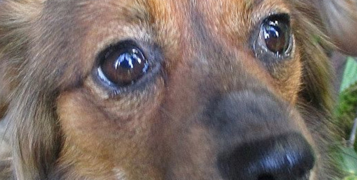 Zamknięcie schroniska w Sobolewie to wynik nieusunięcia uchybień