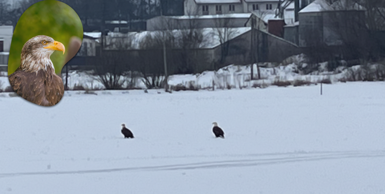 Orły na polu pod Pułtuskiem! Czy to bieliki? Mamy film z okolic Zator