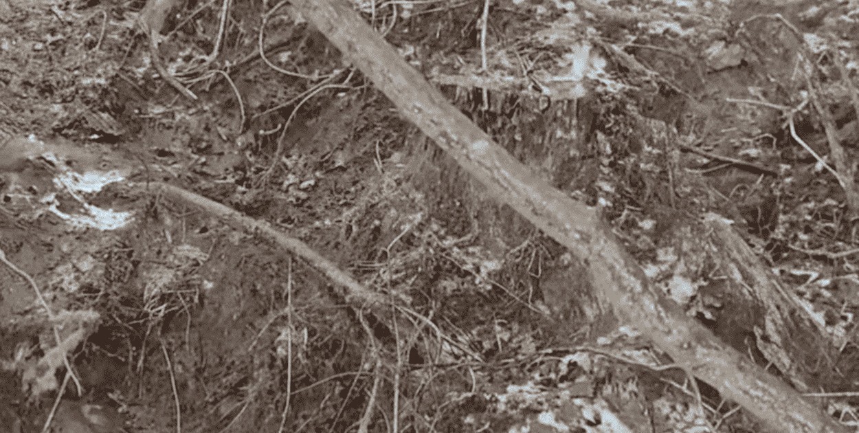 Tajemnicze wykopy w lesie koło Pułtuska. Leśnicy ujawniają prawdę