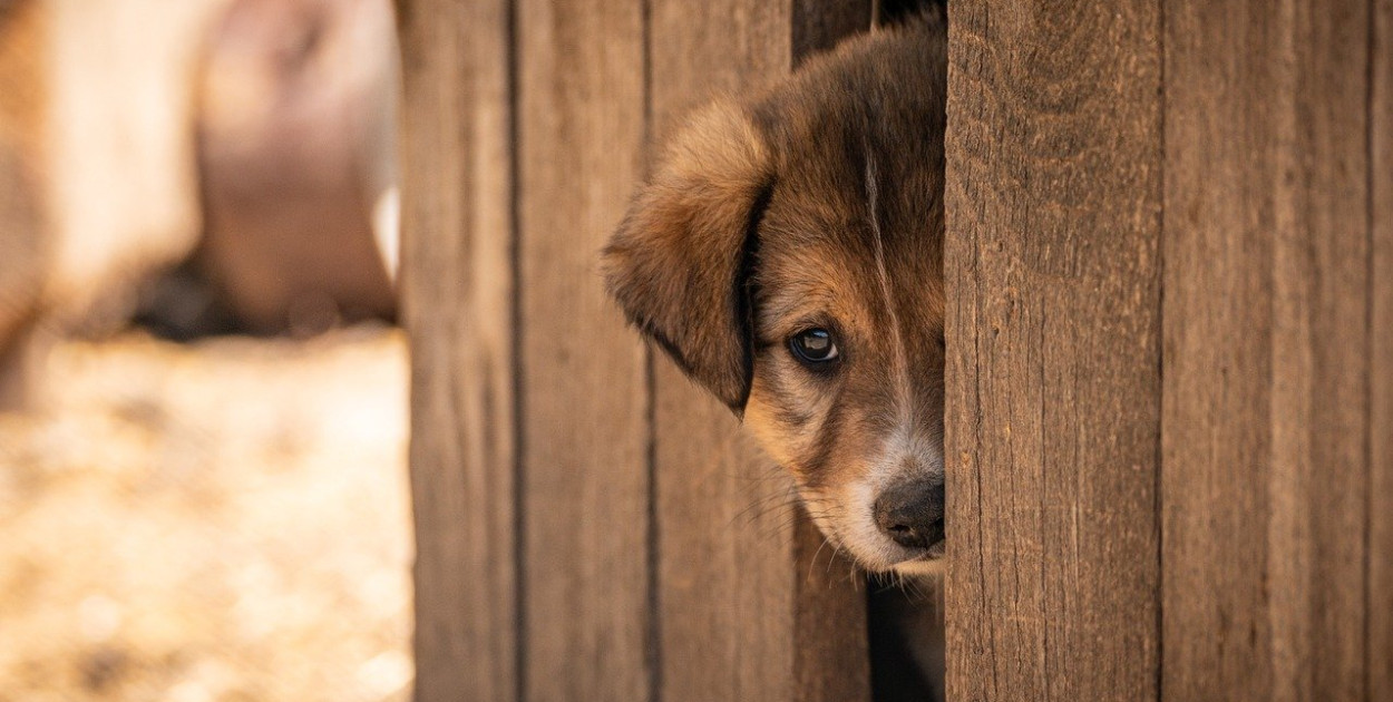 Mazowieckie. Kolejne schronisko dla zwierząt zamknięte
