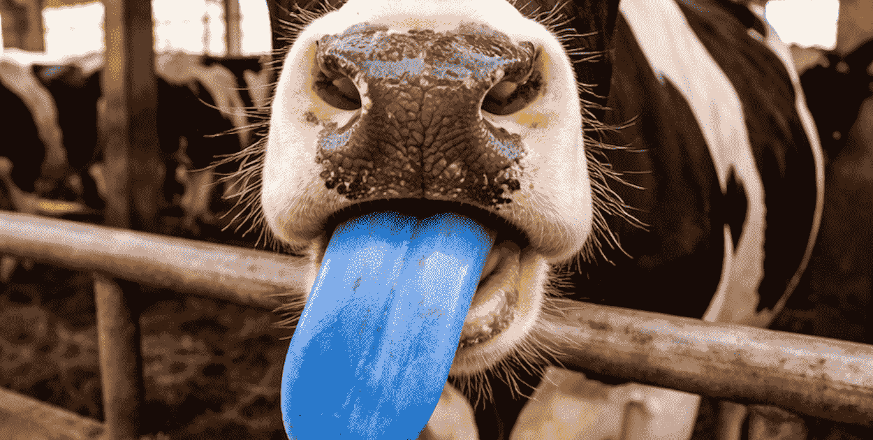 Rolnicy muszą wiedzieć. Pułtusk w strefie zagrożenia